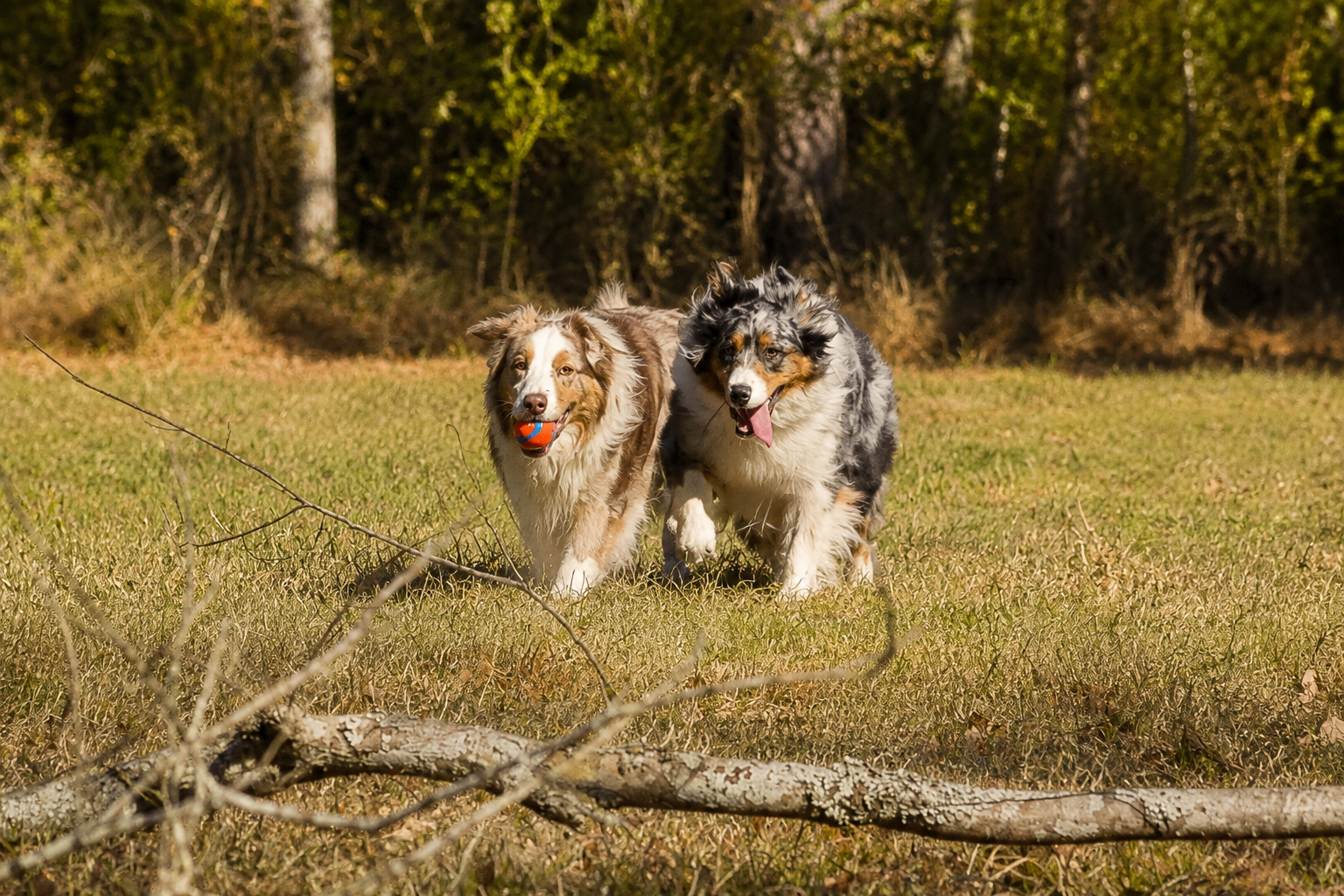 Two Australian Shepherds running together through a grassy field