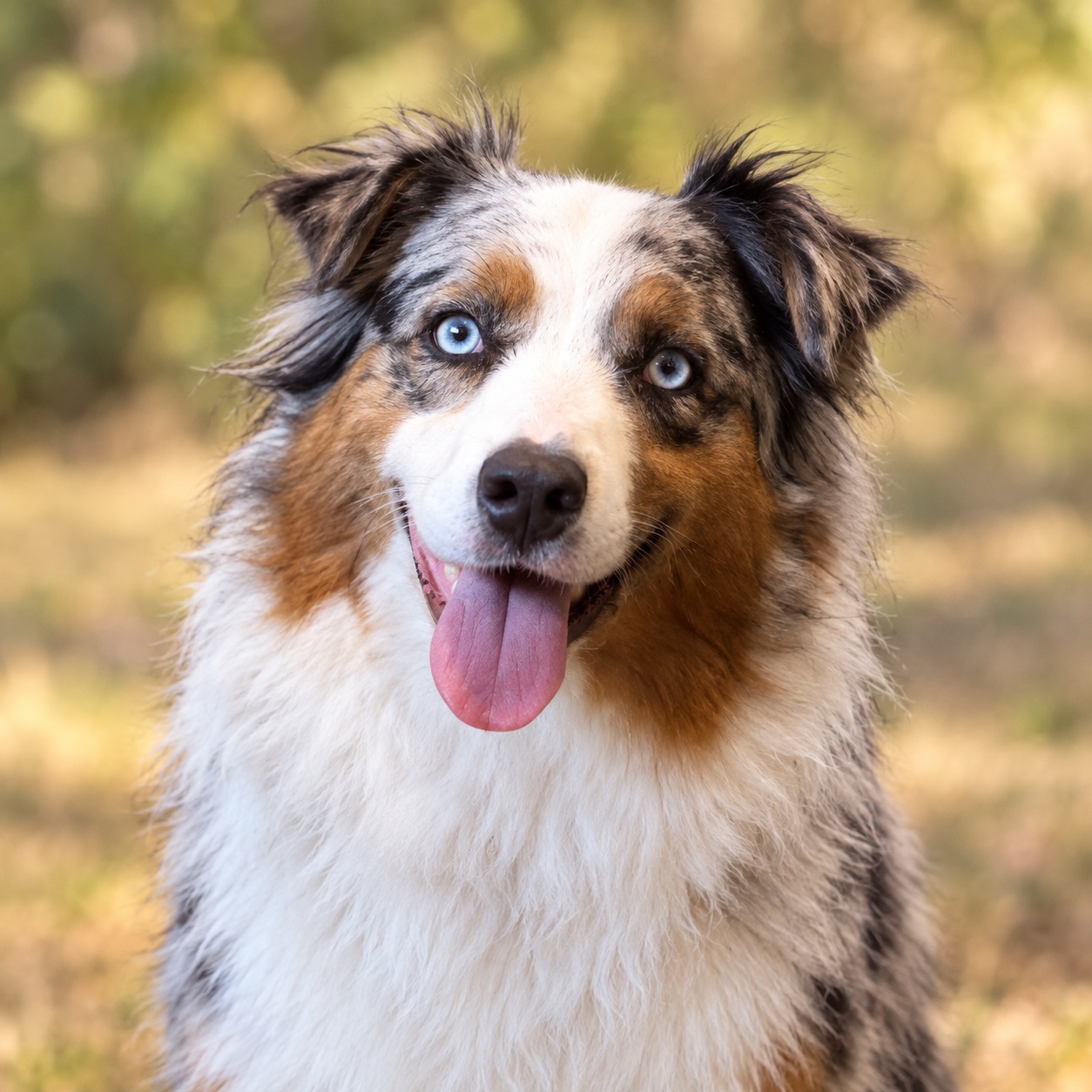 Rivers, a blue merle Australian Shepherd with blue eyes and a white chest